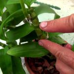 Orchid разцъфтя, какво да правя със стрелка, като е нарязано, как да се трансплантира завод в друга саксия