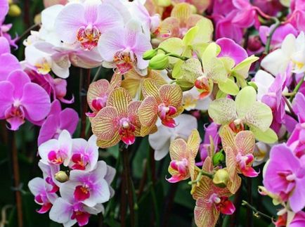 Orchid разцъфтя, какво да правя със стрелка след цъфтежа