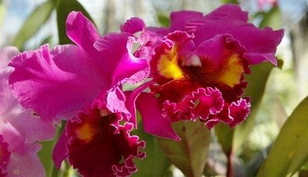 Orchid грижи в дома, инструкции със снимки и видео