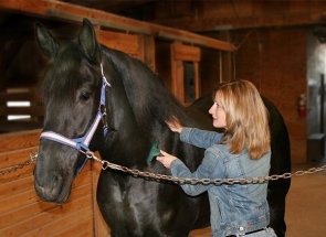 Основи на развъждане на коне и техните съвети за поддръжка на домашни грижи и почистване