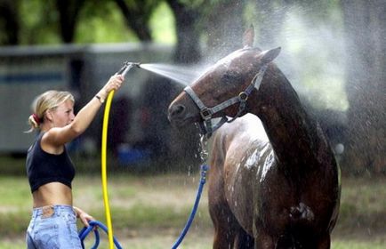 Основи на развъждане на коне и техните съвети за поддръжка на домашни грижи и почистване