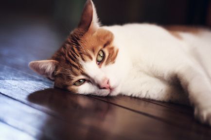 Otodektoz при котки и нейното лечение