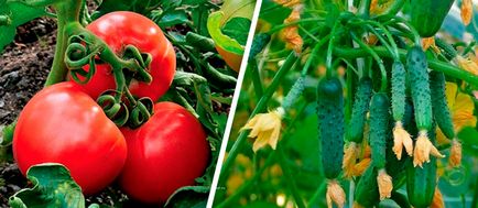 По време на вегетация, че е в овощни растения, домати и краставици, грозде и как да се