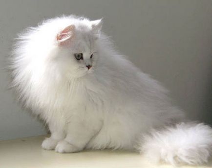 Персийска котка - характеристики на породата