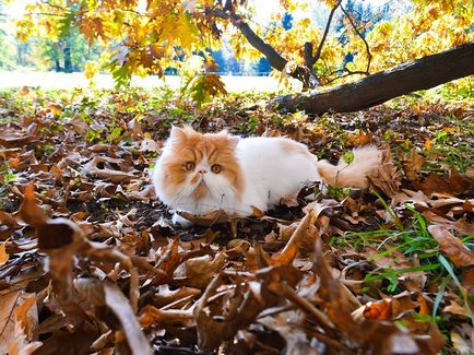 Персийски котки характер черти на породата, интересни факти