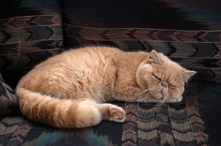 Персийски котки характер черти на породата, интересни факти