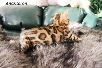 Развъдник бенгалски котки бенгалски котки, цената на бенгалски котки в Челябинск
