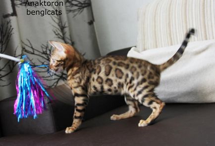 Развъдник бенгалски котки бенгалски котки, цената на бенгалски котки в Челябинск