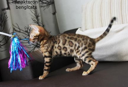 Развъдник бенгалски котки бенгалски котки, цената на бенгалски котки в Челябинск (цени) Развъдник бенгалски котки бенгалски котки, цената на бенгалски котки в Челябинск
