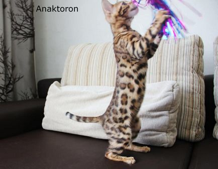Развъдник бенгалски котки бенгалски котки, цената на бенгалски котки в Челябинск (котки) Развъдник бенгалски котки бенгалски котки, цената на бенгалски котки в Челябинск