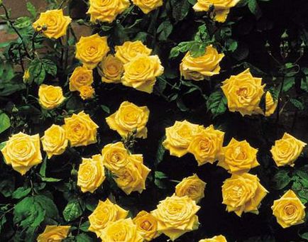 Катерене рози в ландшафтния дизайн снимката на