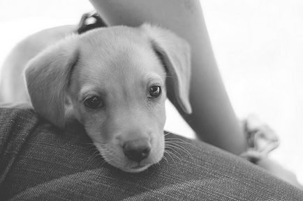 Защо треперене куче и какво да направите блог ветеринари - belanta