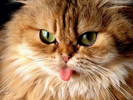 Защо котката стърчи езика си