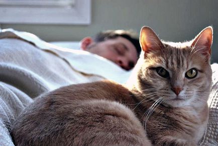 Защо котките спят много функции, причинява, мечти