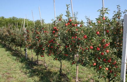 Защо не плодните ябълково дърво и какво да направя за него