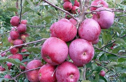 Защо не плодните ябълково дърво и какво да направя за него