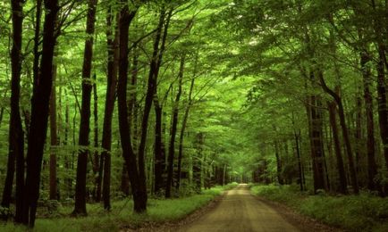 Защо трябва да се защити гората