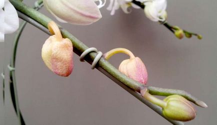 Защо орхидеи пресъхват стегнати пъпки и цветя падане