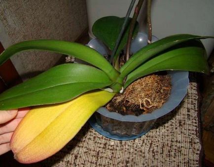 Защо листата пожълтяват орхидеи, които водят до пожълтяване-ниска за трансплантацията, как да се спаси