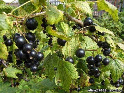 Полезните свойства на продукти (свойства) Полезните свойства на продукти