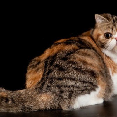 Снупи котка описание порода, характер, 10 снимки, видео