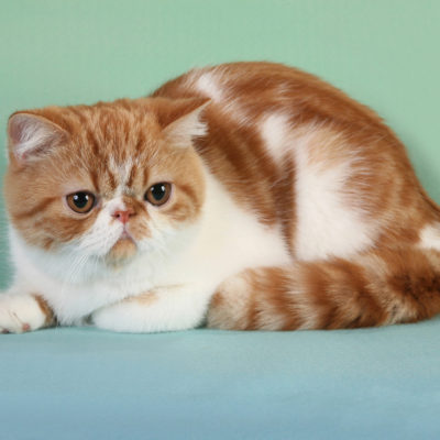 Снупи котка описание порода, характер, 10 снимки, видео