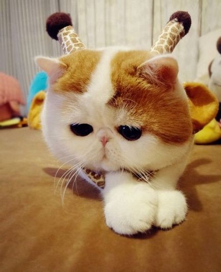 Cat Порода Снупи