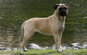 Булмастиф порода куче - поддръжка и грижи
