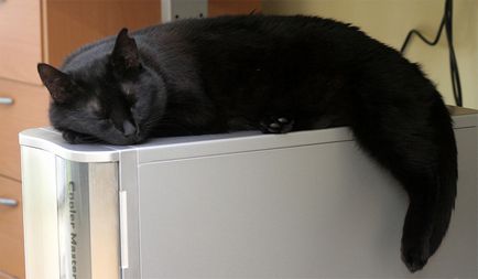 Порода черни котки, пълен и подробен списък на (снимки)