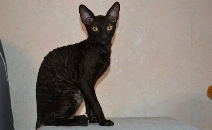 Порода черни котки, пълен и подробен списък на (снимки)