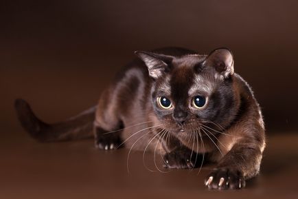 Породи котки без козина име порода, 33 снимки, видео