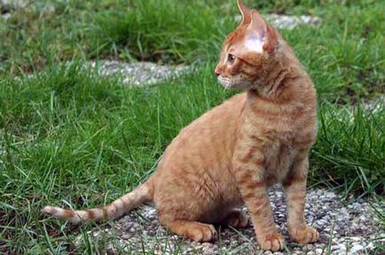 Породи котки без козина име порода, 33 снимки, видео