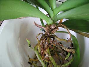 Засаждане и разсаждане орхидеи в домашни условия, саксийни растения