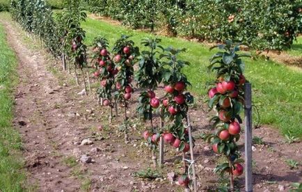 Засаждане на ябълка специално подготовка колонен сайт и грижи