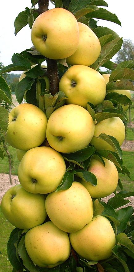 Засаждане на колонен ябълка дърво грижи през лятото, видео подстригване схема