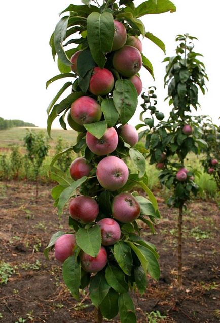 Засаждане на колонен ябълка дърво грижи през лятото, видео изрязване схема