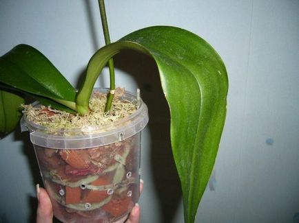 Поетапно трансплантация Phalaenopsis орхидеи в дома, особено при избора на саксията и почвата