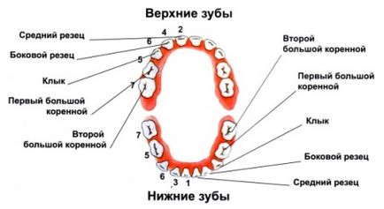 Последователността на изригване на зъби при деца (11 снимки) как да се изкачи зъби симптоми (никненето на зъби) Последователността на изригване на зъби при деца (11 снимки) как да се изкачи симптоми зъби
