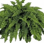 Условия за грижа Asplenium Костенец или у дома, съвети и трикове