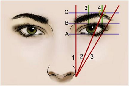 Правилната форма на веждите за различни видове човек как да изберете най-доброто изображение