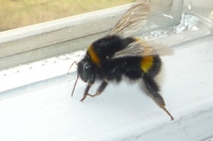 Влезте - пчела лети в прозореца