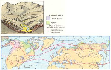 Natural тундра зона - характерни, птици, животни, растения, видове