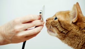 Ваксинация срещу бяс, когато котката да се направи много по-действащ, ваксини