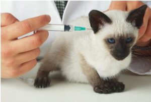 Ваксинация срещу бяс, когато котката да се направи много по-действащ, ваксини
