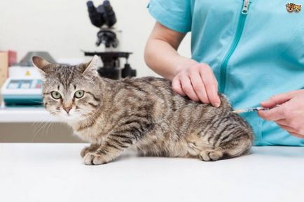 Ваксинация срещу бяс правила котка и функции