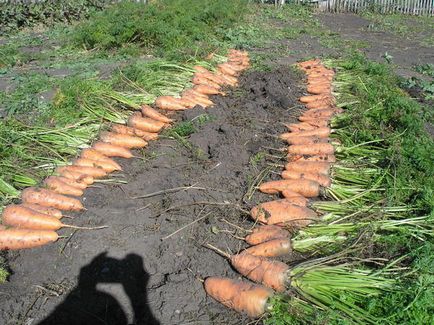 Проблемът с моркови засаждане засети много, и се издига малко