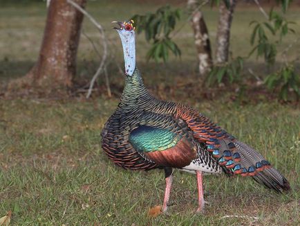 Турция видове птици, снимки, описание