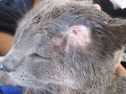 Рани след сбиване в грижи котка, раната на главата му, гнойна рана, отколкото лечение