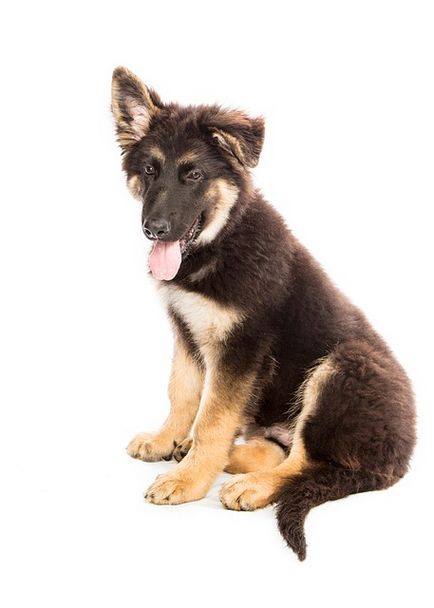 Разтягане и разкъсване на сухожилията в кучето причини, симптоми и лечение