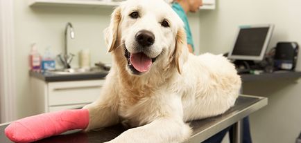 Стречинг кучето признаци, симптоми, съвместно лечение